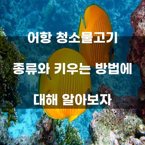 어항 청소물고기 종류와 키우는 방법