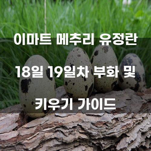 이마트 메추리 유정란 18일 19일차 부화 및 키우기 가이드