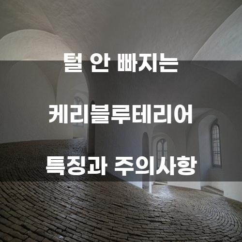 케리블루테리어: 털 안 빠지는 강아지의 특징과 주의사항