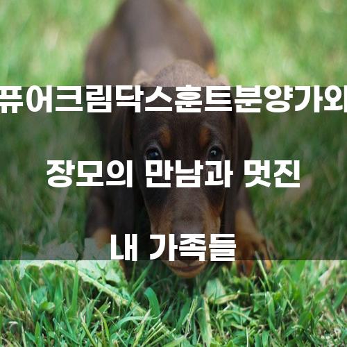 퓨어크림닥스훈트분양가와 장모의 만남과 멋진 내 가족들