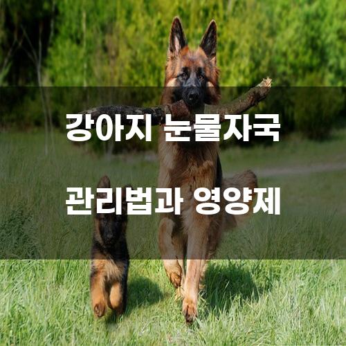 강아지 눈물자국 관리법과 영양제