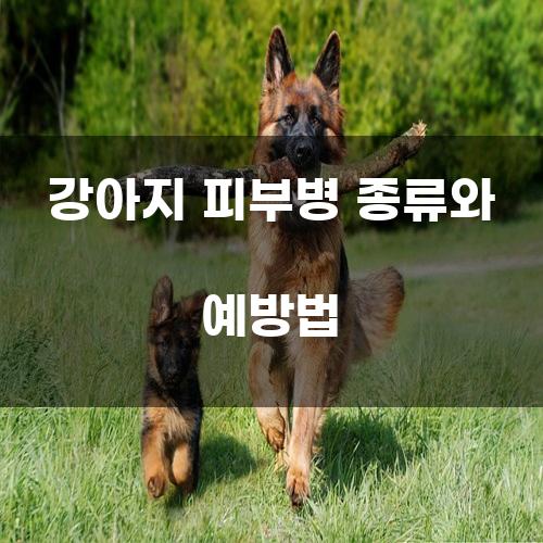 강아지 피부병 종류와 예방법