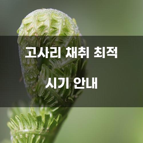 고사리 채취 최적 시기 안내
