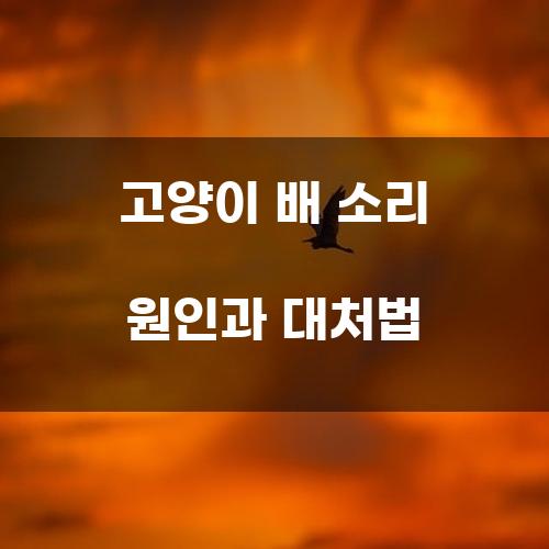 고양이 배 소리 원인과 대처법
