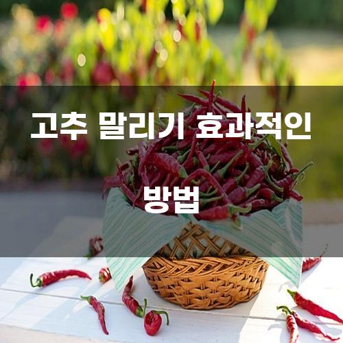 고추 말리기 효과적인 방법
