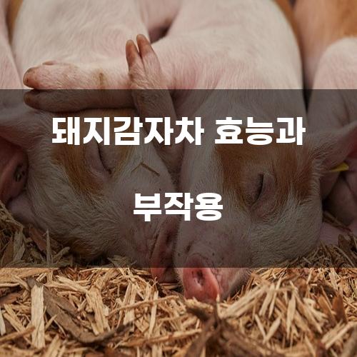 돼지감자차 효능과 부작용