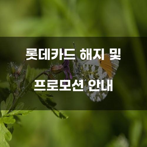 롯데카드 해지 및 프로모션 안내