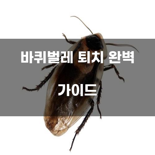 바퀴벌레 퇴치 완벽 가이드