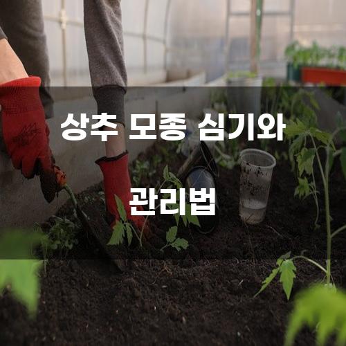 상추 모종 심기와 관리법