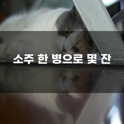 소주 한 병으로 몇 잔
