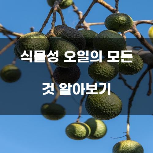 식물성 오일의 모든 것 알아보기