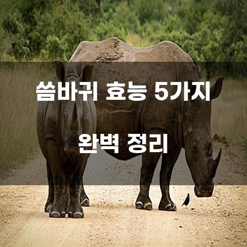 씀바귀 효능 5가지 완벽 정리