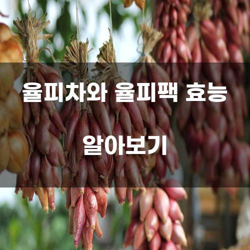 율피차와 율피팩 효능 알아보기