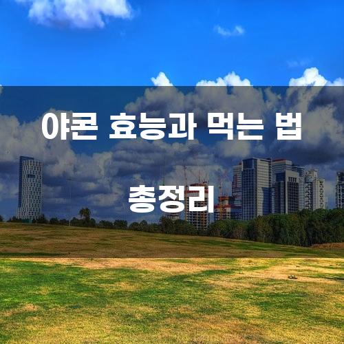 야콘 효능과 먹는 법 총정리