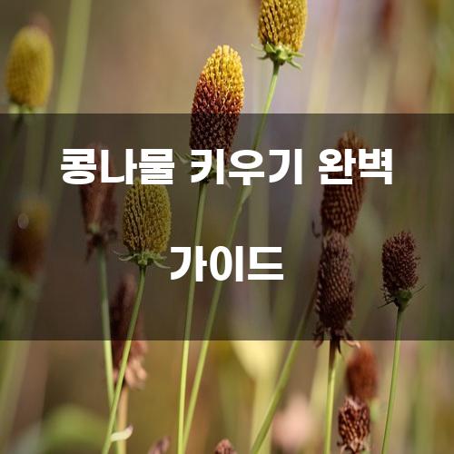 콩나물 키우기 완벽 가이드